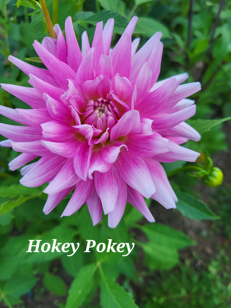 Hokey Pokey Dahlia Tuber