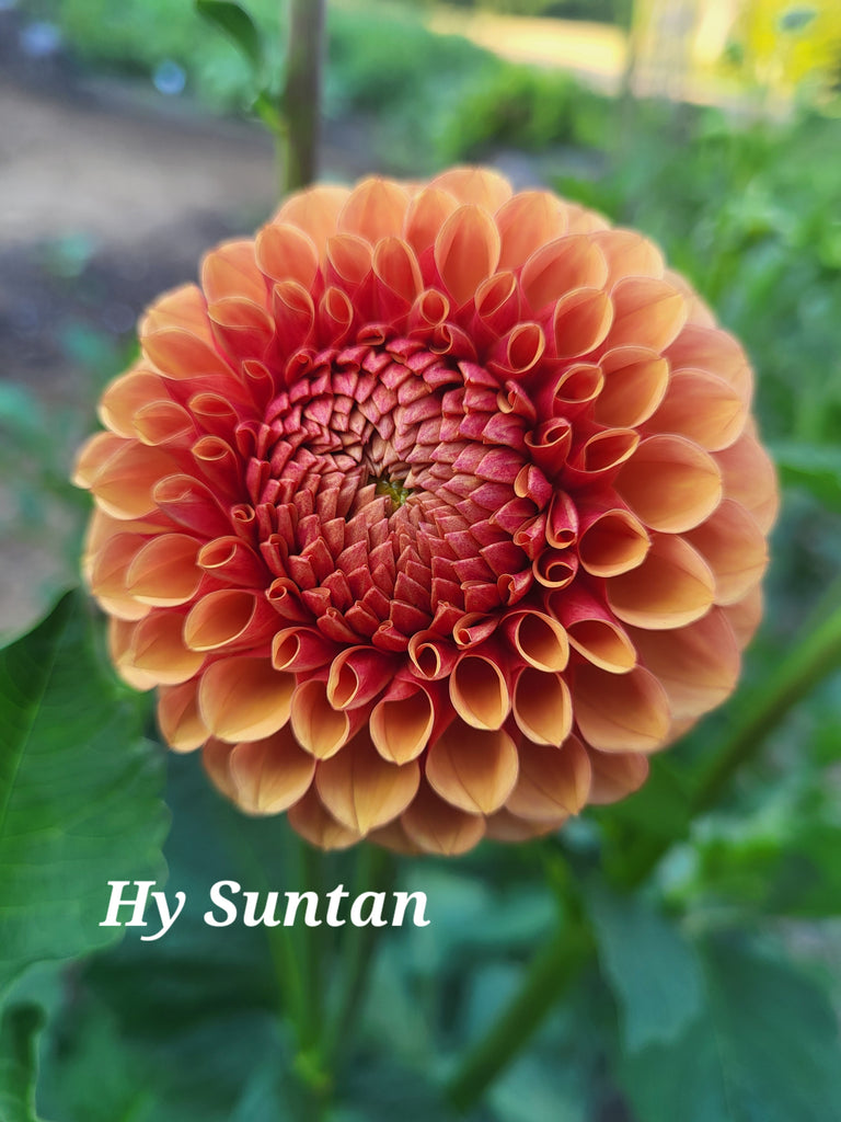 HY Suntan Dahlia Tuber