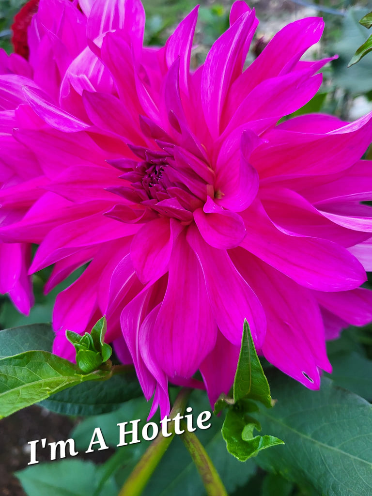 I'm A Hottie Dahlia Tuber