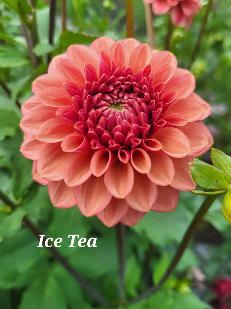 Ice Tea Dahlia Tuber