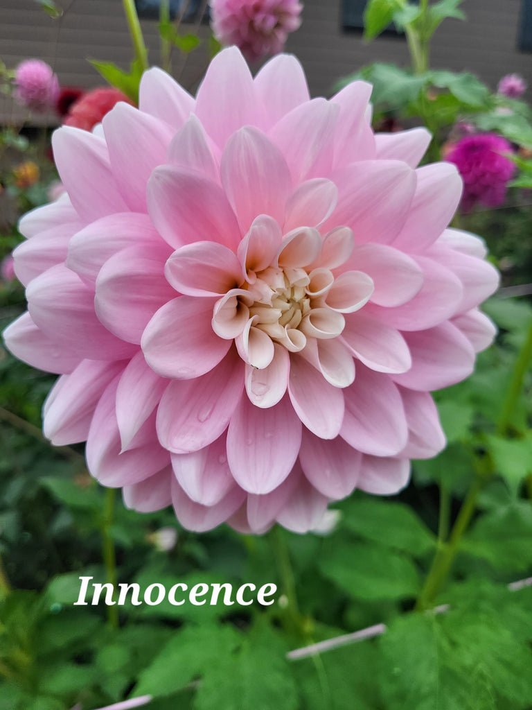 Innocence Dahlia Tuber