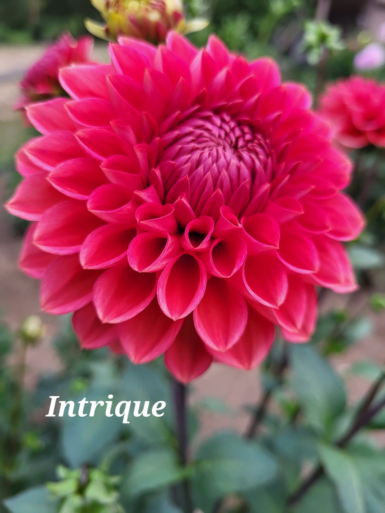Intrigue Dahlia Tuber