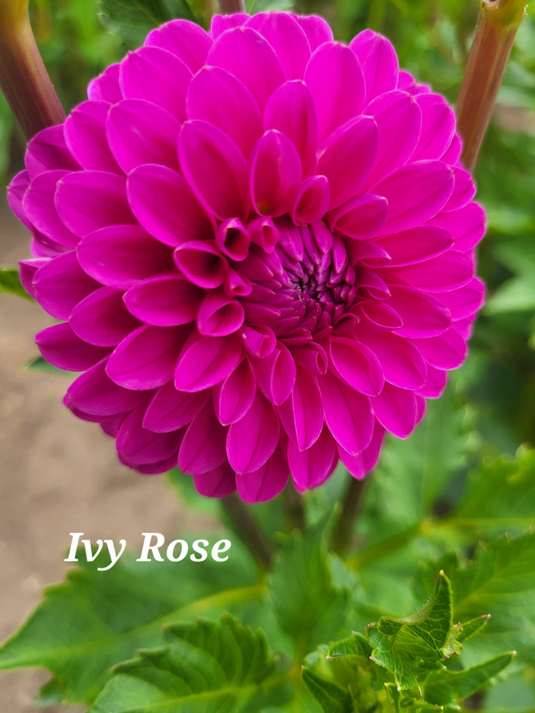 Ivy Rose Dahlia Tuber