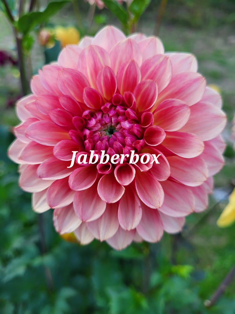 Jabberbox Dahlia Tuber