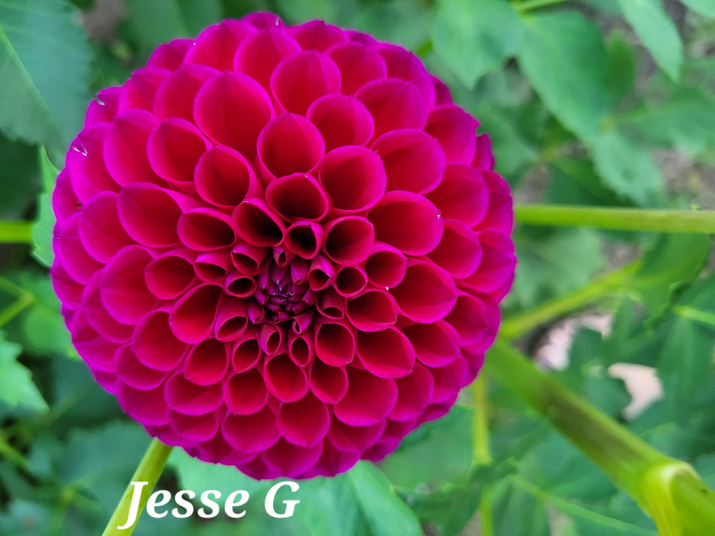 Jessie G Dahlia Tuber