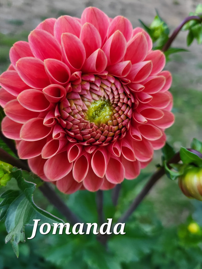 Jomanda Dahlia Tuber