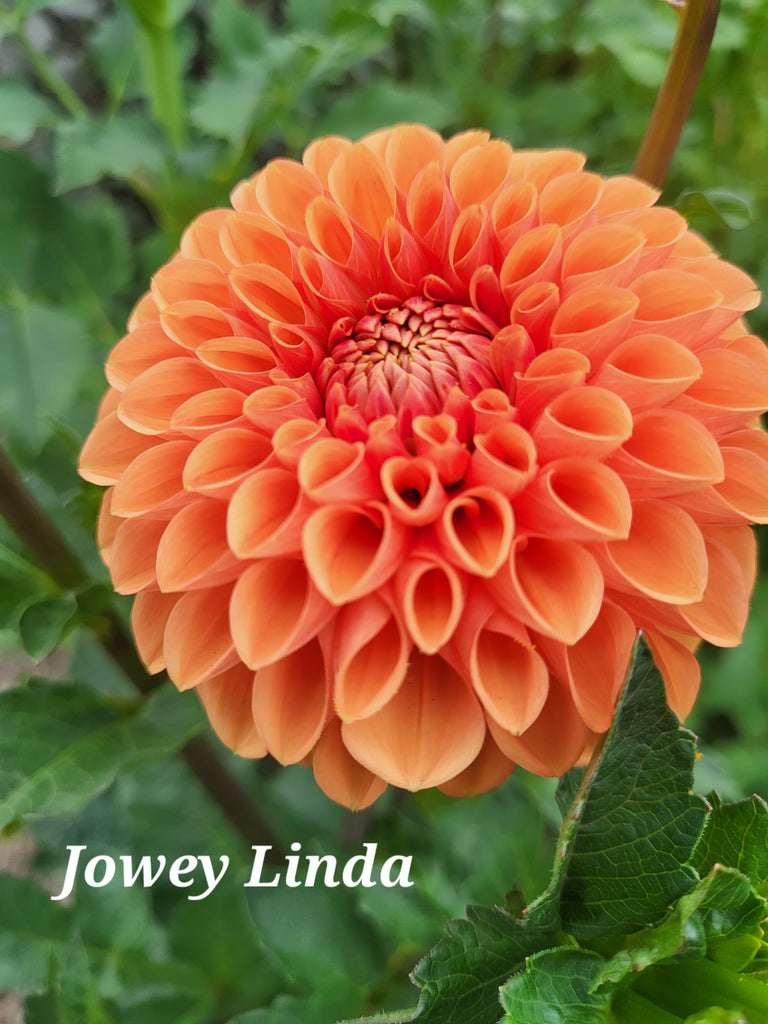 Jowey Linda Dahlia Tuber