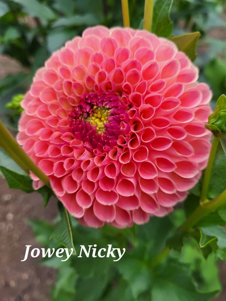 Jowey Nicky Dahlia Tuber
