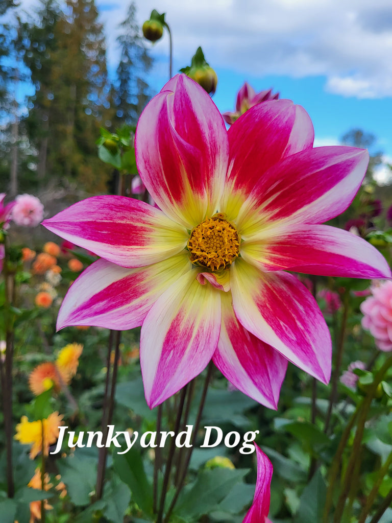 Junkyard Dog Dahlia Tuber