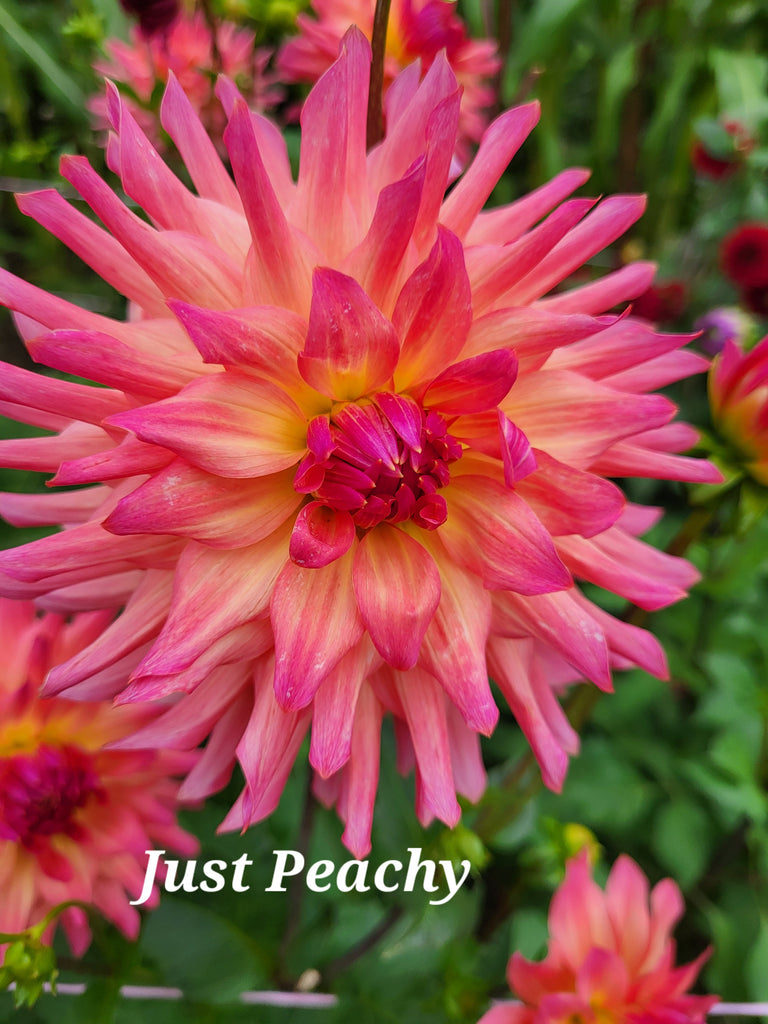 Just Peachy Dahlia Tuber