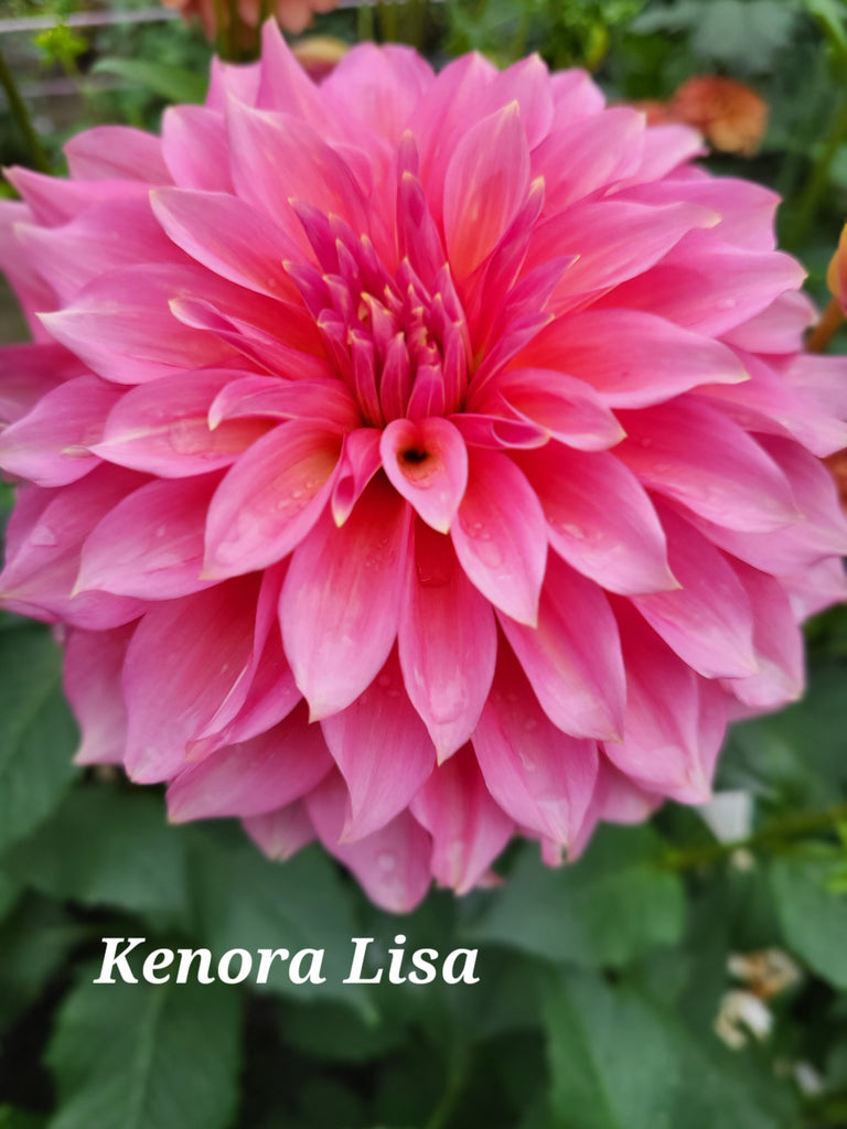 Kenora Lisa Dahlia Tuber