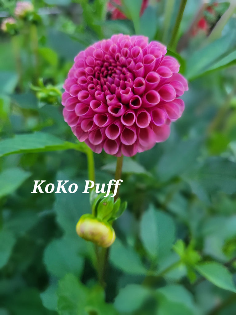 KoKo Puff Dahlia Tuber