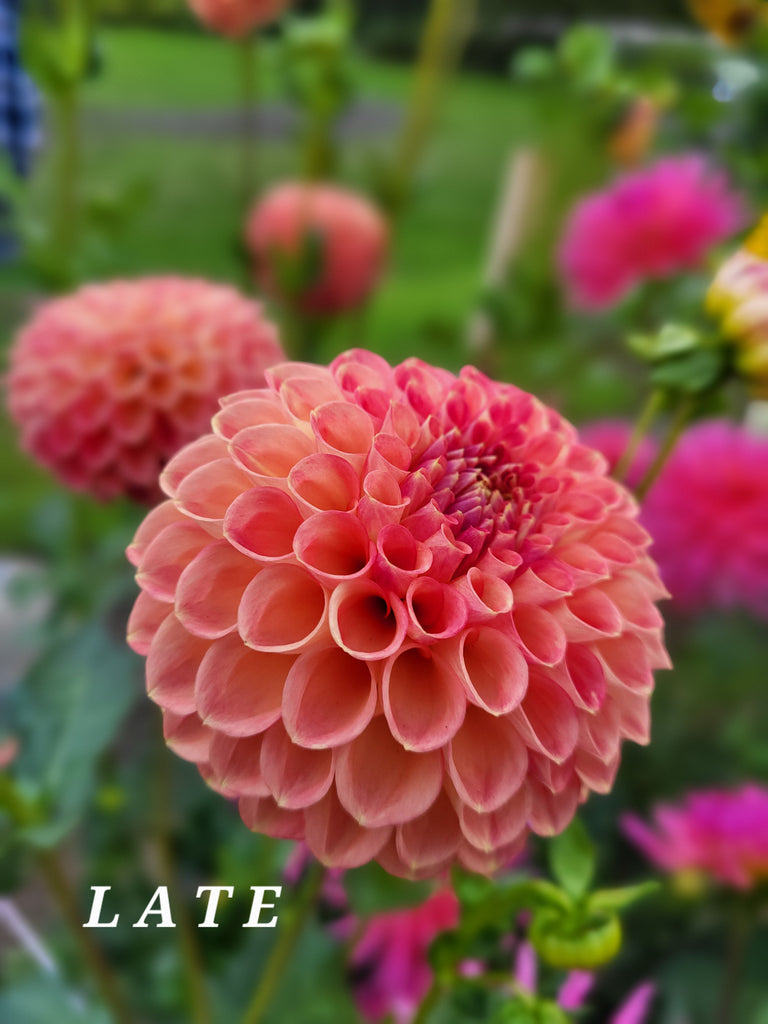 LATE Dahlia Tuber