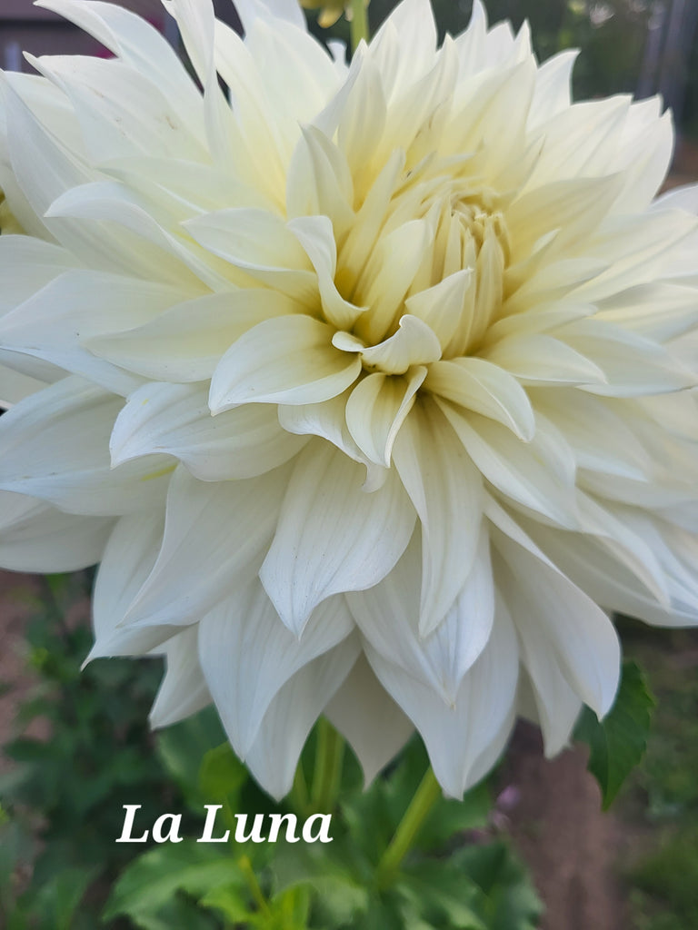 La Luna Dahlia Tuber