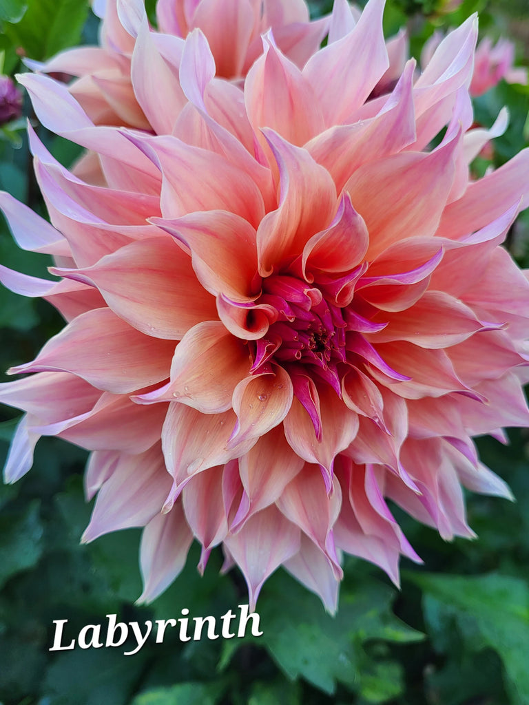 Labyrinth Dahlia Tuber