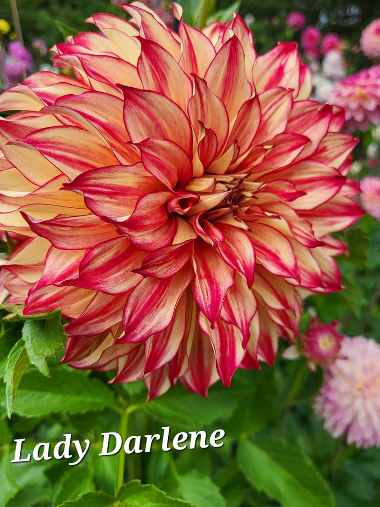 Lady Darlene Dahlia Tuber