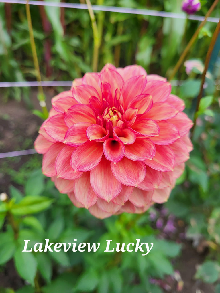 Lakeview Lucky Dahlia Tuber