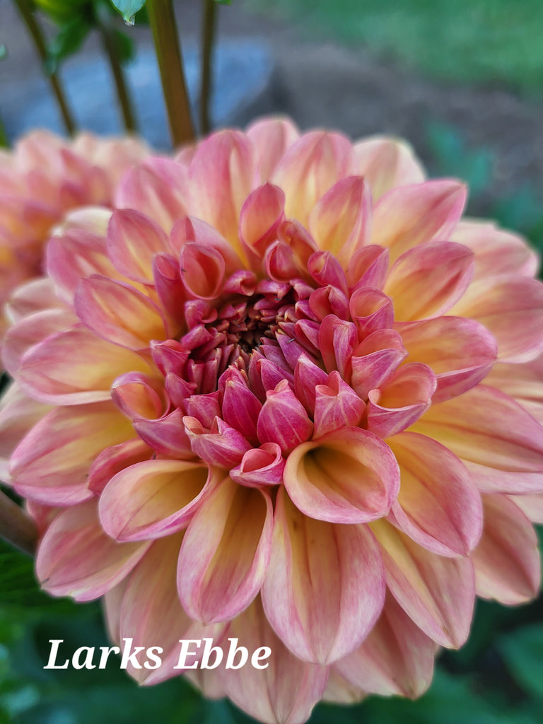 Larks Ebbe Dahlia Tuber