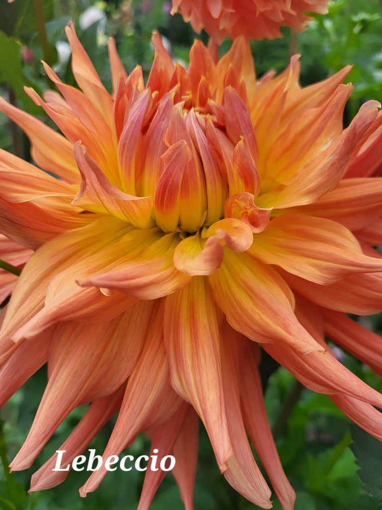 Libeccio Dahlia Tuber