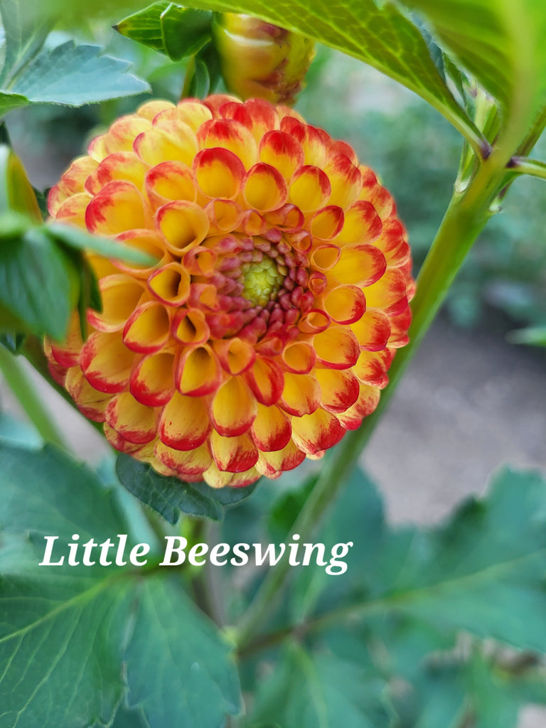 Little Beeswing Dahlia Tuber