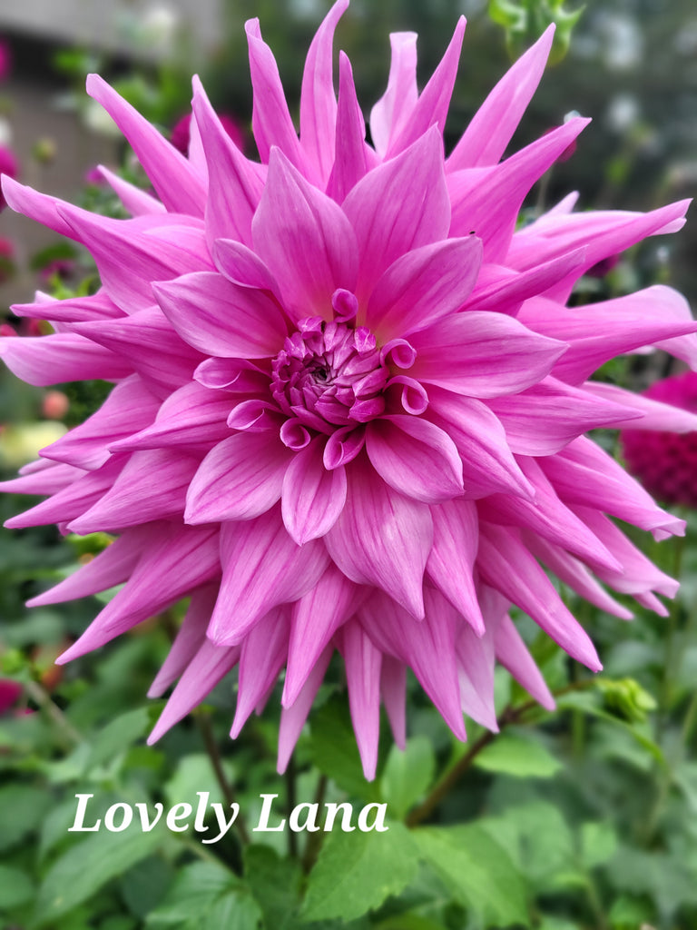 Lovely Lana Dahlia Tuber