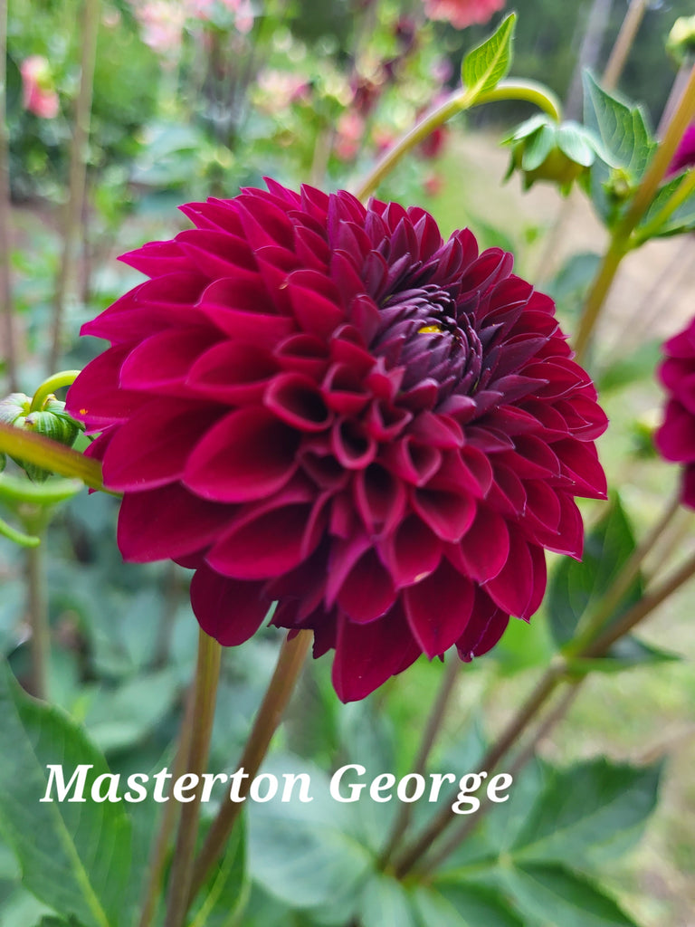 Masterton George Dahlia Tuber
