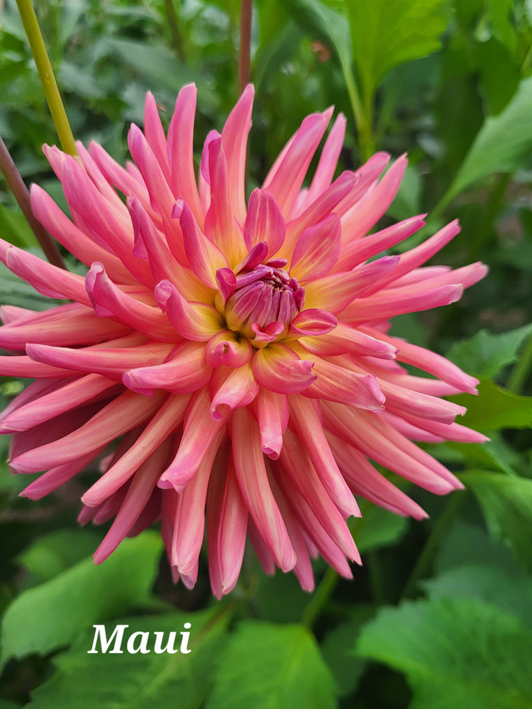 Maui Dahlia Tuber