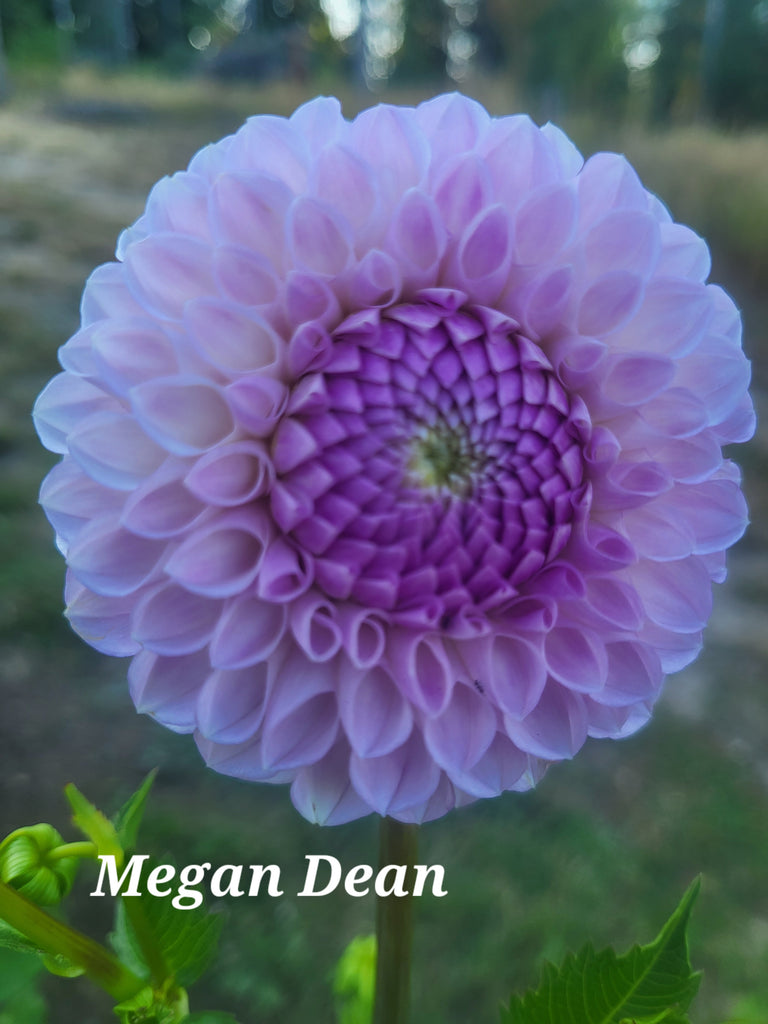Megan Dean Dahlia Tuber