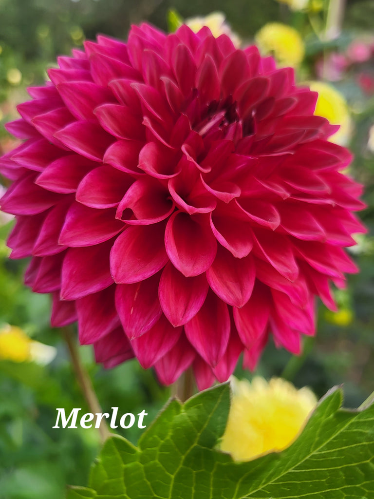 Merlot Dahlia Tuber