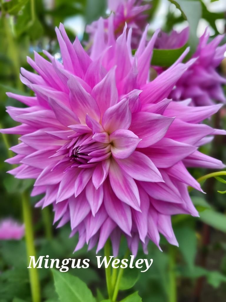 Mingus Wesley Dahlia Tuber