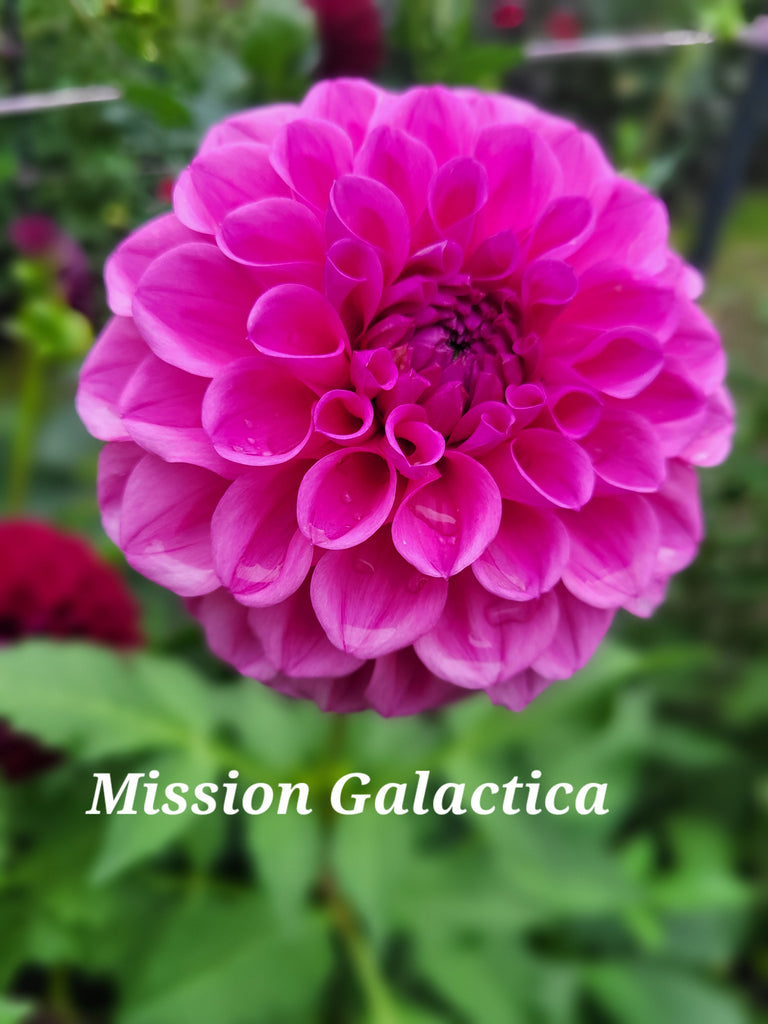 Mission Galactica Dahlia Tuber