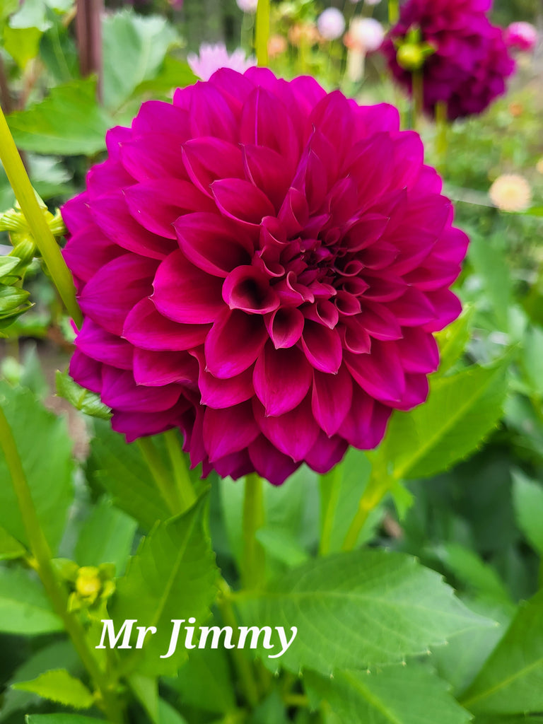 Mr Jimmy Dahlia Tuber