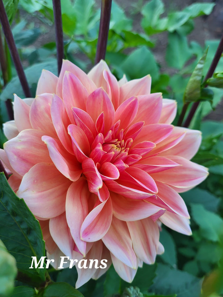 Mister Frans Dahlia Tuber