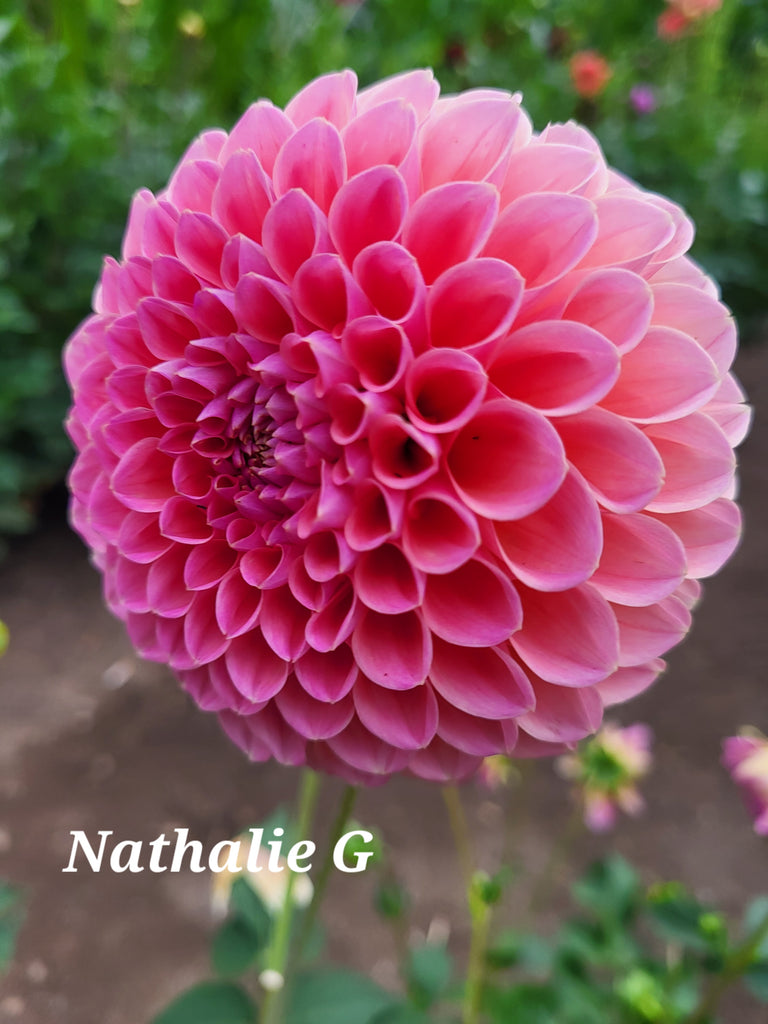 Nathalie G Dahlia Tuber
