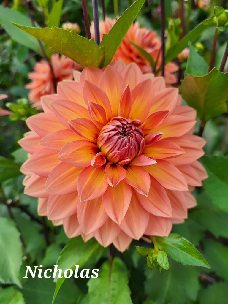 Nicholas Dahlia Tuber