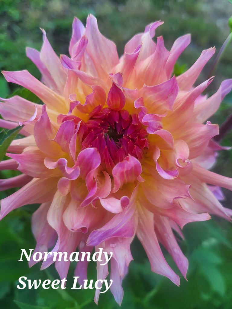 Normandy Sweet Lucy Dahlia Tuber