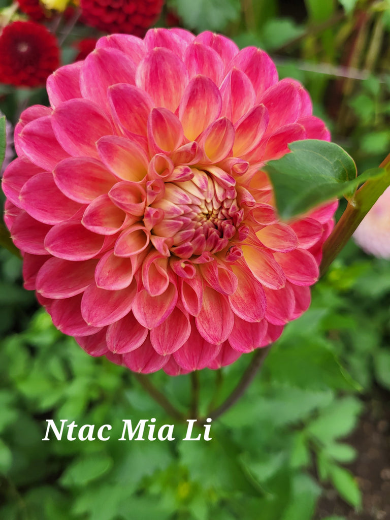 NTAC Mia Li Dahlia Tuber