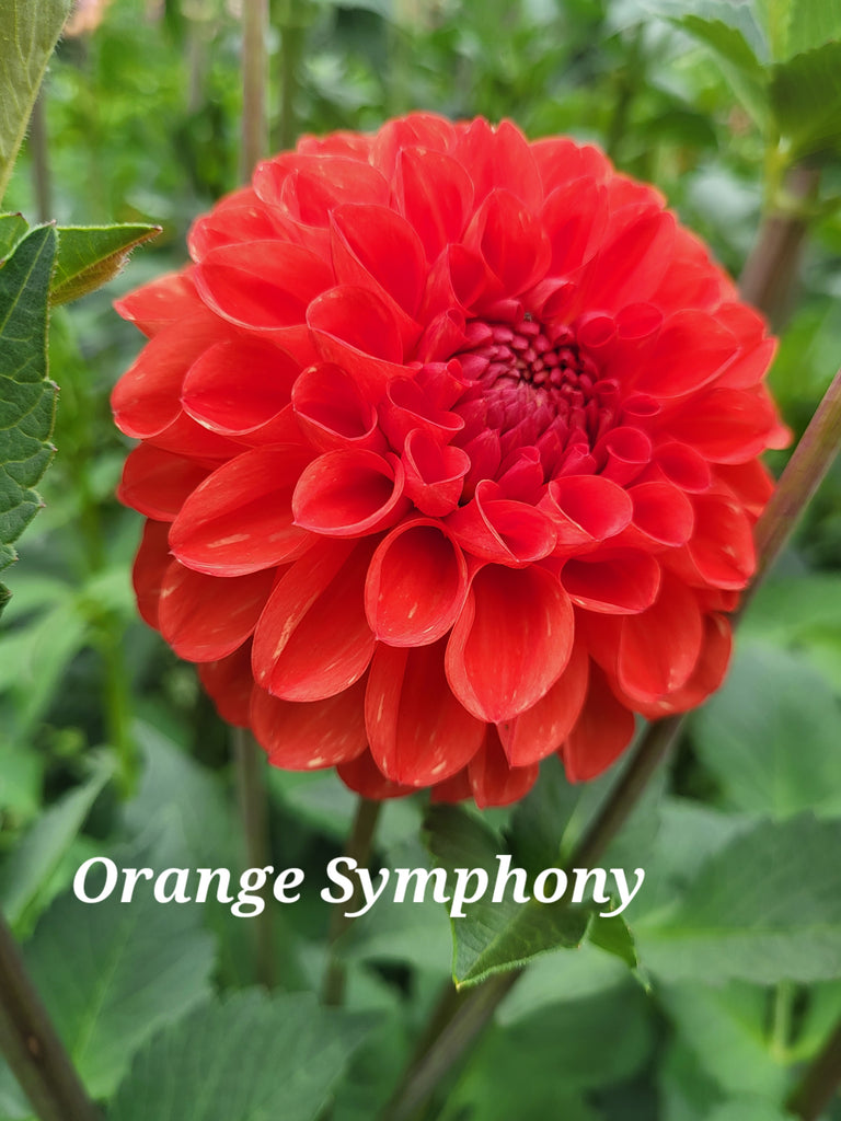 Orange Symphony Dahlia Tuber