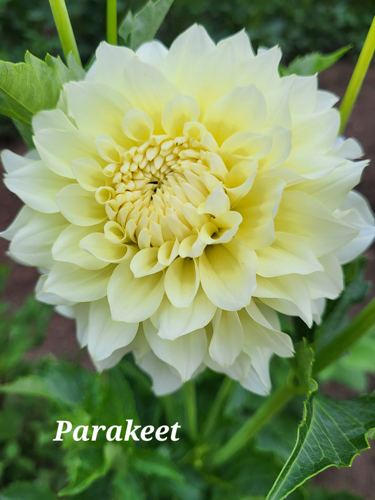Parakeet Dahlia Tuber