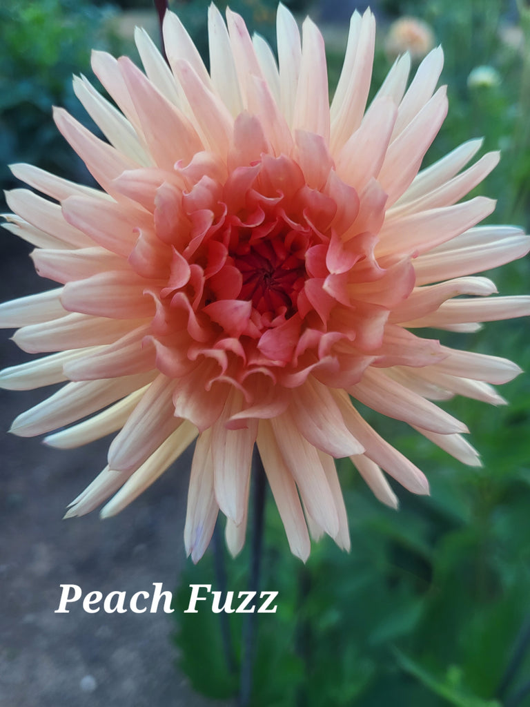 Peach Fuzz Dahlia Tuber