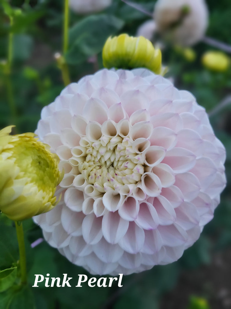 Pink Pearl Dahlia Tuber