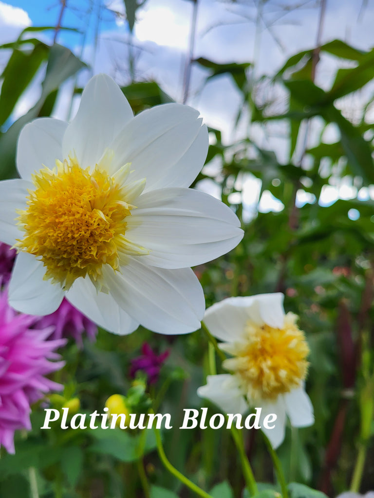 Platinum Blonde Dahlia Tuber
