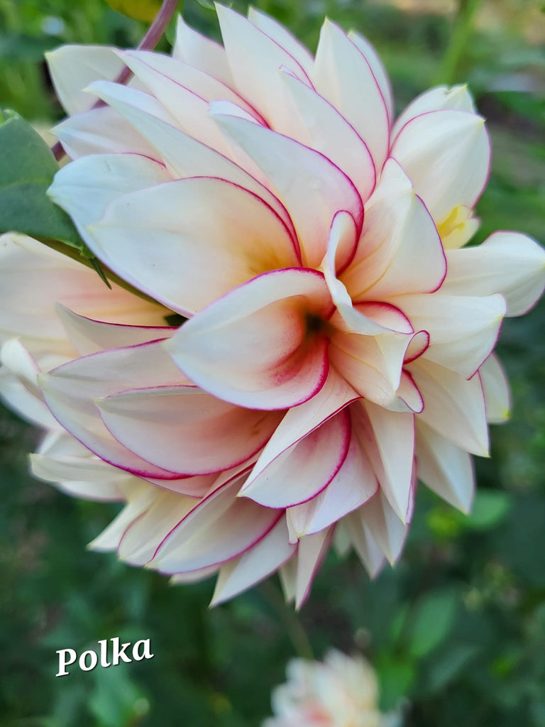 Polka Dahlia Tuber