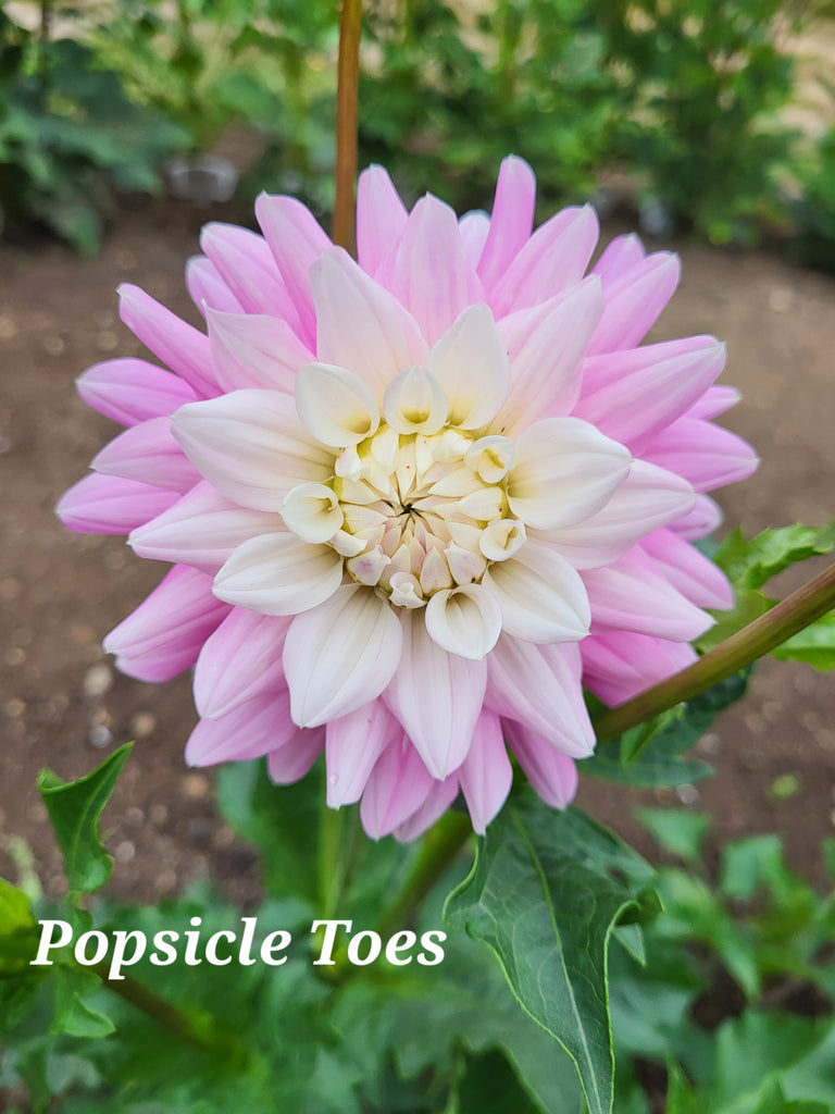 Popsicle Toes Dahlia Tuber