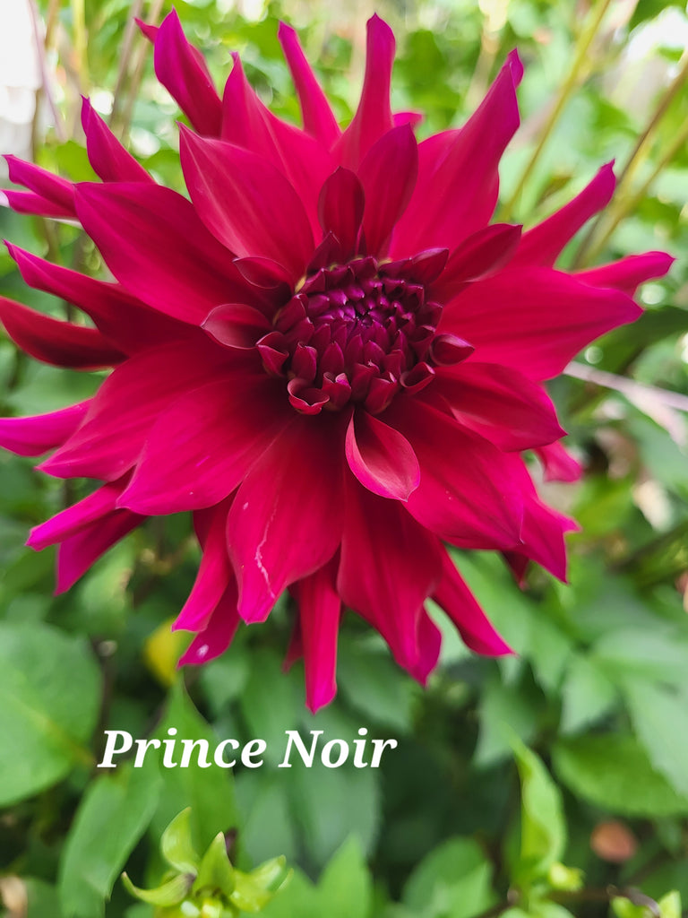Prince Noir Dahlia Tuber