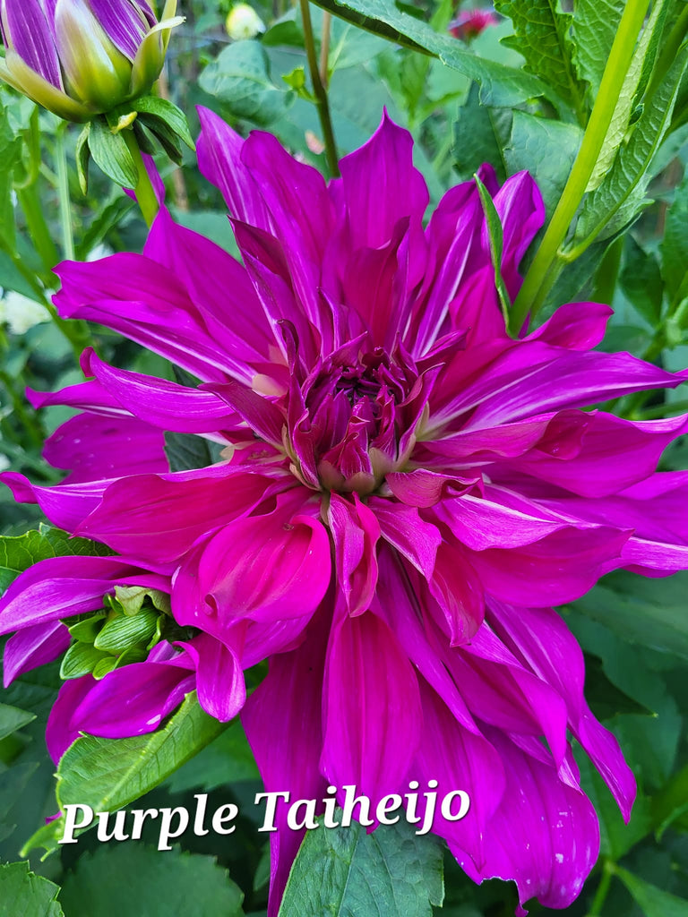 Purple Taiheijo Dahlia Tuber