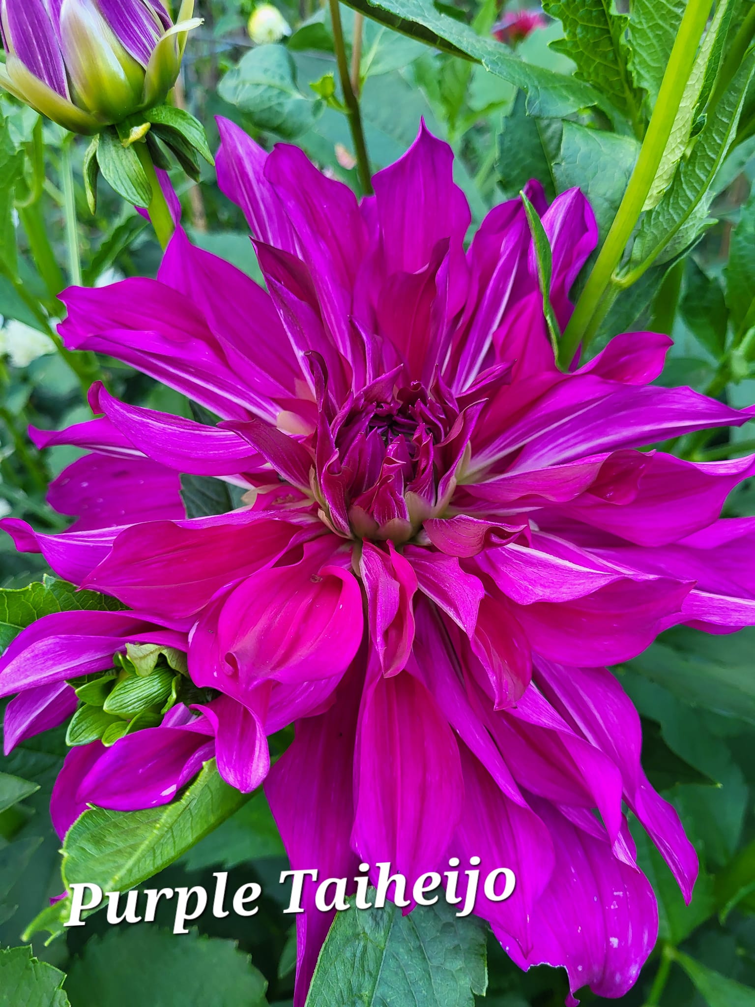 Purple Taiheijo Dahlia Tuber – Dahlias & Petals