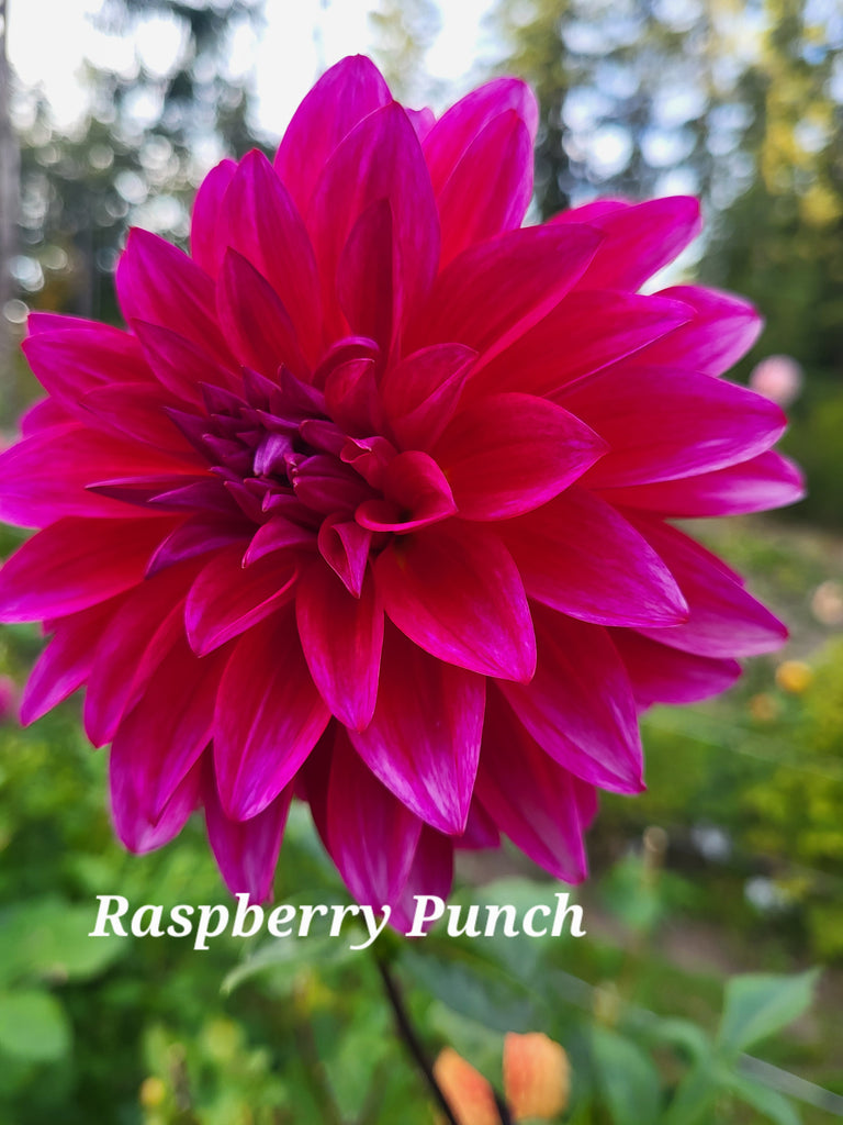 Raspberry Punch Dahlia Tuber