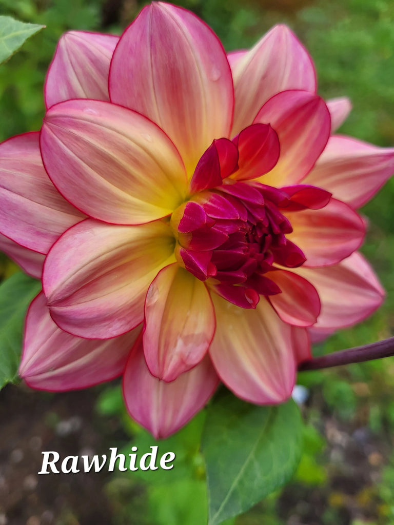 Rawhide Dahlia Tuber