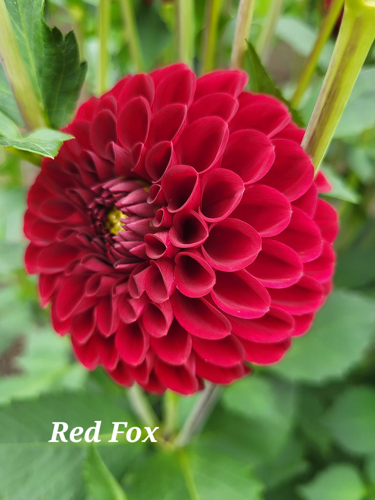 Red Fox Dahlia Tuber